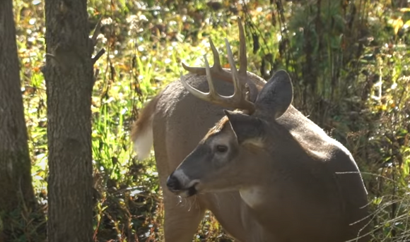 October Whitetail Bowhunting Rules