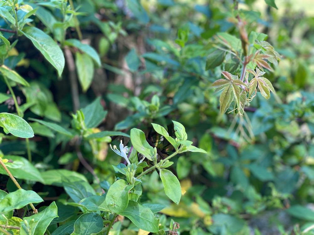 Plant Species Spotlight – Honeysuckle