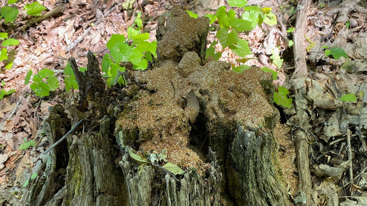Do-It-Yourself Mineral Licks to Benefit Deer on the Properties You Hunt