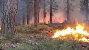 The Benefits of a Prescribed Burn