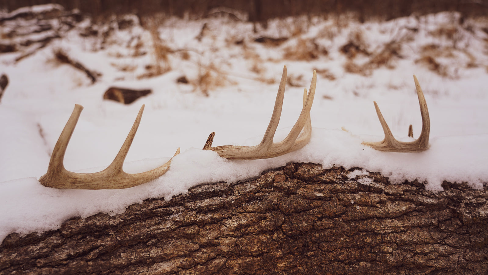How to Find More Shed Antlers on the Properties You Hunt