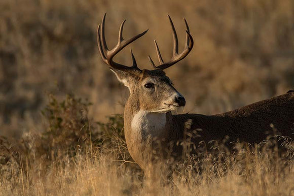 How to Kill Your Buck in the Month of November